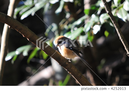 bird, birds, fowls 4252013