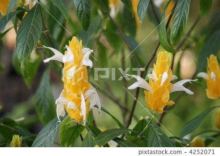 金苞花 金苞花 4252071