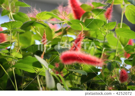 Akafifa Akafifa 4252072