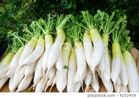 山蘿蔔 4252459
