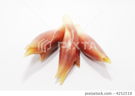 日本生薑 日本生薑 4252519