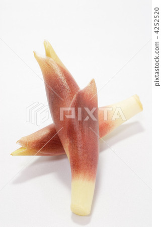 日本生薑 4252520