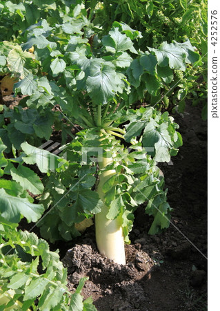 Radish Radish 4252576