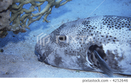 puffer fish, arothron hispidus, creature 4252646