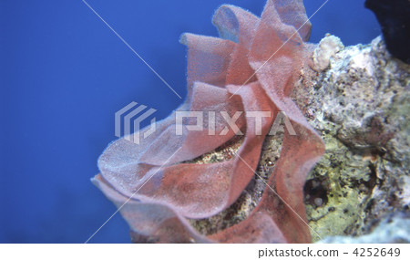 eggs of sea slug, bottom of the ocean, seabed 4252649