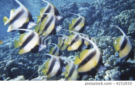 longfin bannerfish, pennant coralfish, flock 4252650