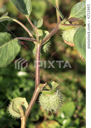 The fruit of Dachura The fruit of Dachura 4252665