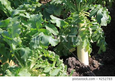 蘿蔔田 蘿蔔田 4252783