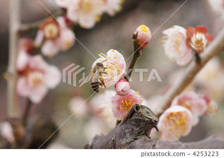 ume, bee, hive bee 4253223