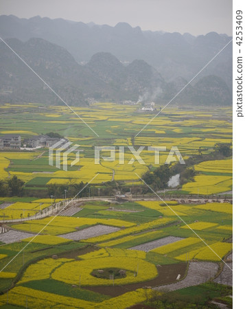 在曼寧森林強姦花 4253409