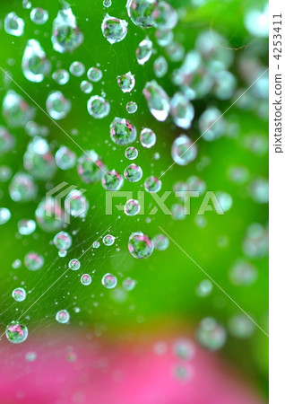 Spider web with waterdrop 4253411