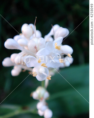 Yabu Miuga (amphoteric flower) 4258049