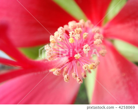 Momijiaoi（紅色海膽） 4258069