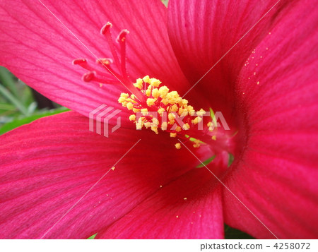 Momijiaoi (red urchin) Momijiaoi (red urchin) 4258072