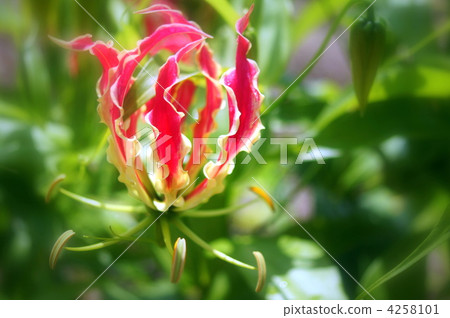 Gloriosa (Rothchildiana) 4258101