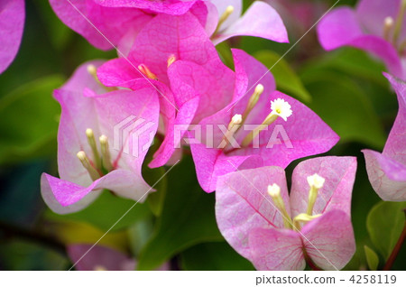 九重葛:Merry Palmer(斯普利特) 九重葛:Merry Palmer(斯普利特) 4258119