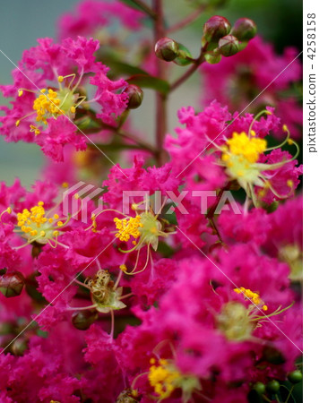 Crape myb (crape myrtle) Crape myb (crape myrtle) 4258158