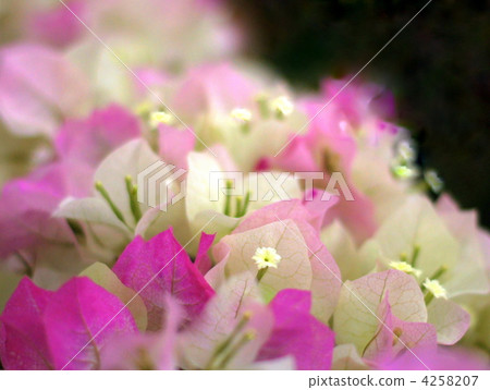 九重葛（新娘粉紅色） 4258207