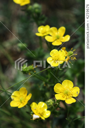 Yellow flowerets on a background a green grass 4259676