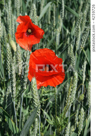 field of wheat and red poppies 4259726