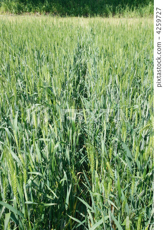 Field of wheat 4259727