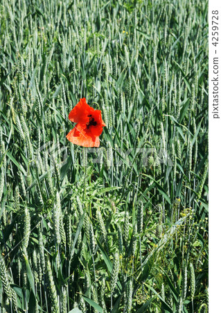 Red poppies 4259728