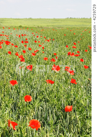 field of wheat and red poppies 4259729