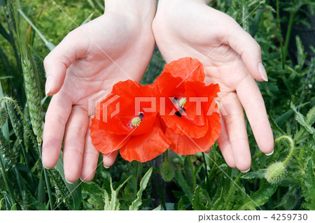 Poppy in hands on the background a green wheat 4259730