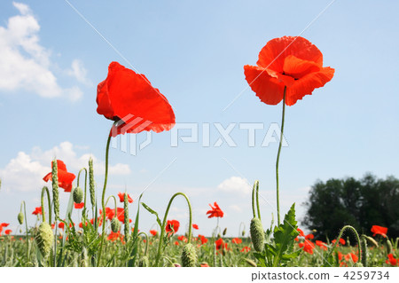 Red poppy on the background cloudy sky 4259734