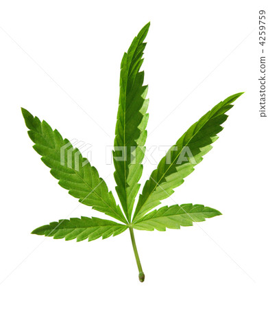 Leaf of hemp Leaf of hemp 4259759