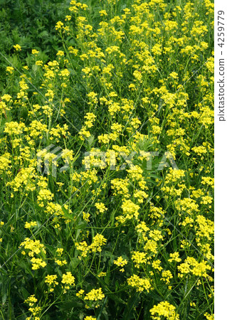 Yellow flowerets on a background a green grass 4259779