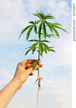 hemp in his hand against the backdrop of cloudy skies 4259807