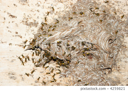 vespiary on the wall. (Hymenoptera) vespiary on the wall. (Hymenoptera) 4259821