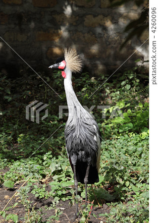 Crowned crane to sit on the nest (Balearica pavonina) 4260096