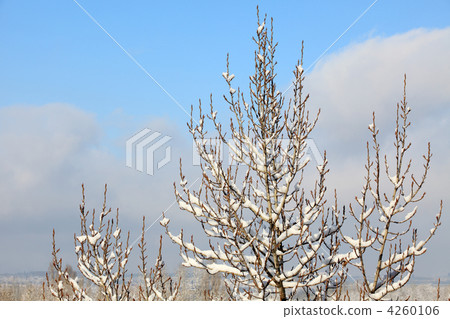 Snow on tree on the background of the cloudy sky Snow on tree on the background of the cloudy sky 4260106