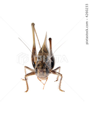 Grasshopper, Locusts on the white background Grasshopper, Locusts on the white background 4260233