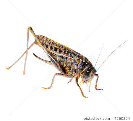 Grasshopper, Locusts on the white background 4260234
