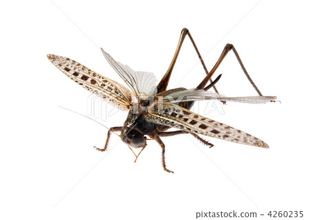 Grasshopper, Locusts on the white background Grasshopper, Locusts on the white background 4260235
