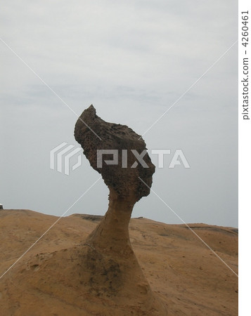 Queen of Taiwan Willows 4260461