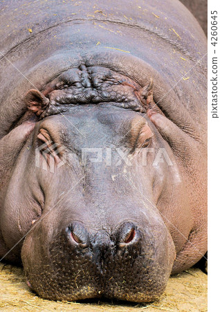 hippo, hippopotamu, mikane zoo 4260645