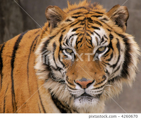 孟加拉虎 4260670