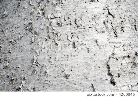 Birch Surface 4260846