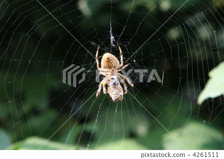 Garden spider on web. Wasp in the web Garden spider on web. Wasp in the web 4261511