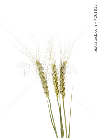 Wheat ear on the white background 4261815
