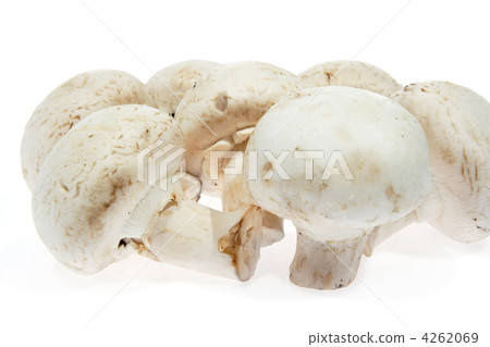 White mushrooms, champignon 4262069