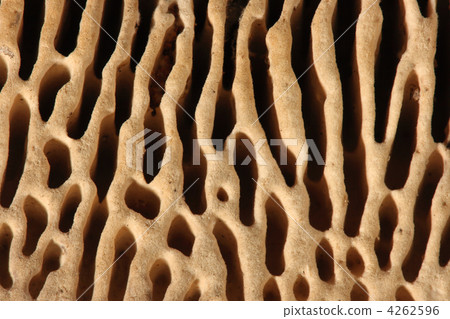 Texture agaric macro, mushroom 4262596