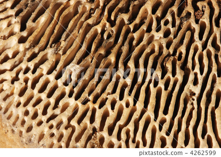 Texture agaric macro, mushroom, background Texture agaric macro, mushroom, background 4262599