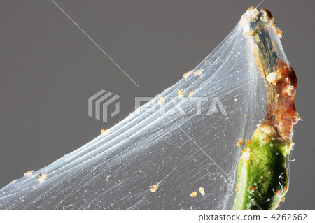 Spider mite on the branch of a lemon Spider mite on the branch of a lemon 4262662