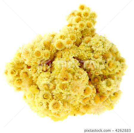 Medicinal herbs, immortelle on the white background, (Helichrysu 4262883