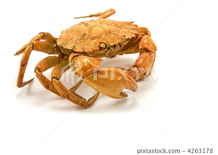 crab isolated on white crab isolated on white 4263178